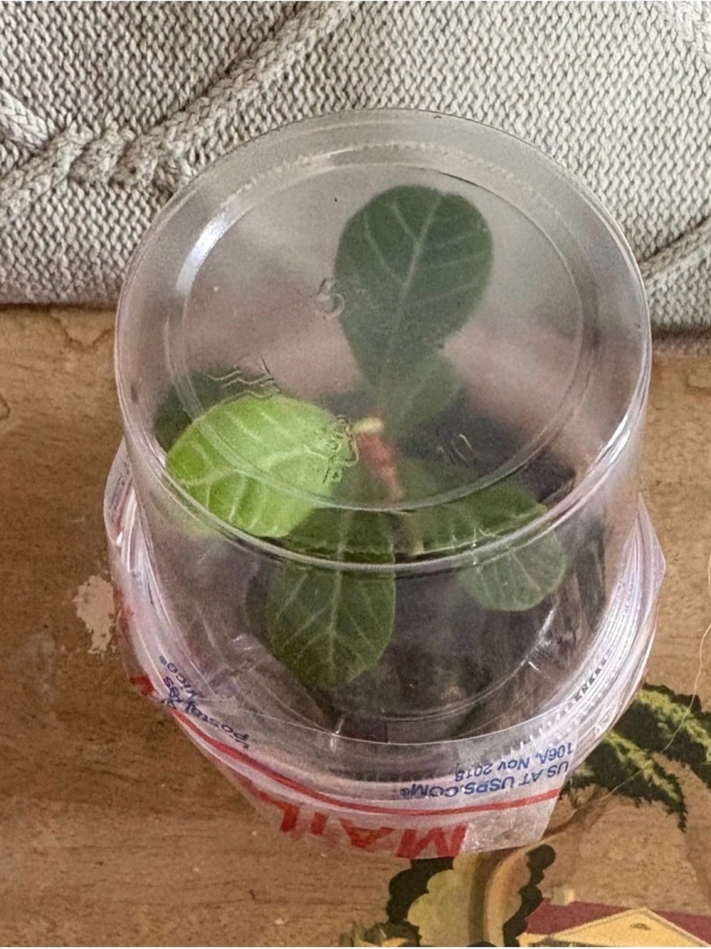 Madagascan jewel plant grown from seed in 2.1x3’ plastic container - Picture 8 of 9